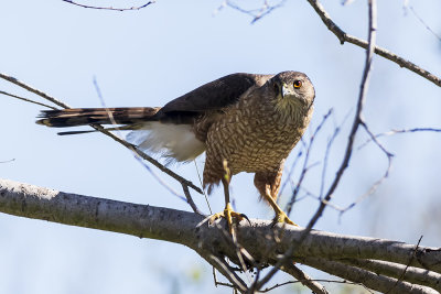 Cooper's Hawk