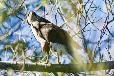 Cooper's Hawk