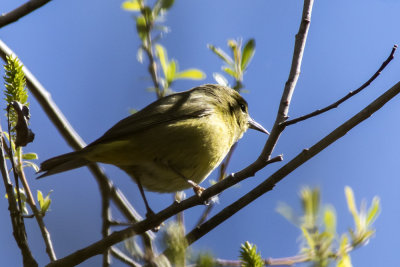 Hooded Oriole