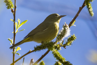 Hooded Oriole