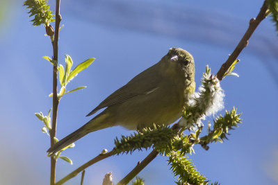 Hooded Oriole