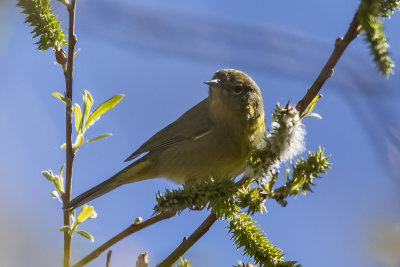 Hooded Oriole