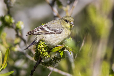 Lesser Goldfinch