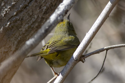 Orange-crowned Warbler