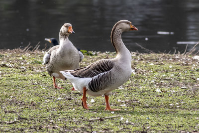 Domestic Graylag Goose