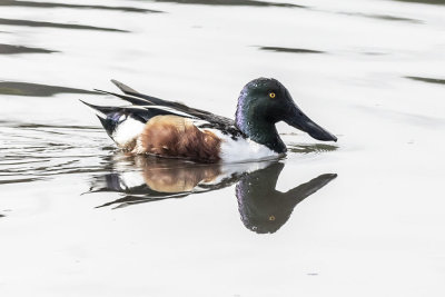 Northern Shoveler