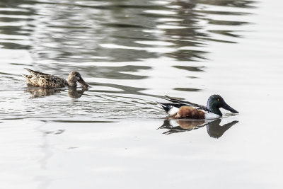 Northern Shoveler