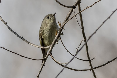 Ruby-crowned Kinglet