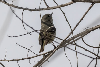 Ruby-crowned Kinglet