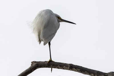Snowy Egret