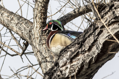 Wood Duck