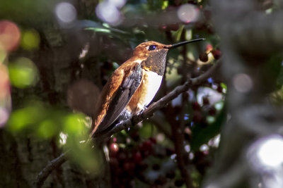 Allen's Hummingbird