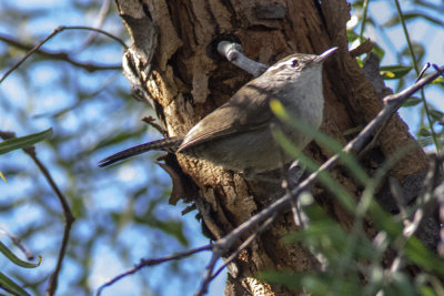 Bewick's Wren