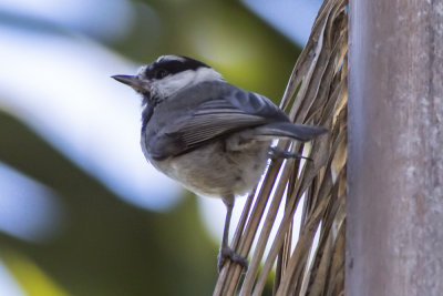 Mountain Chickadee