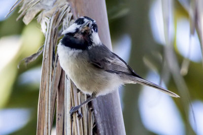 Mountain Chickadee