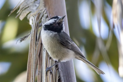 Mountain Chickadee