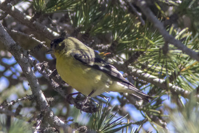 Lesser Goldfinch