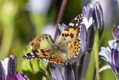 Painted Lady Butterfly  (Vanessa cardui)