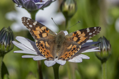 Painted Lady Butterfly  (Vanessa cardui)