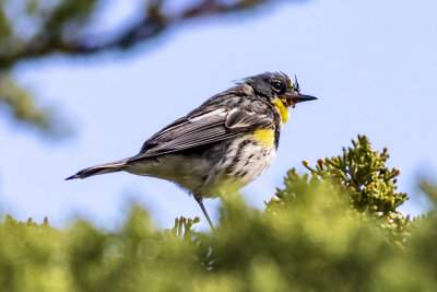 yellowrumpedwarbler01.jpg