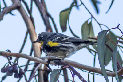 Yellow-rumped Warbler