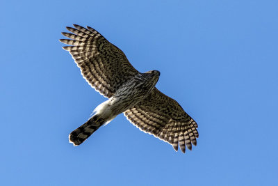 Cooper's Hawk