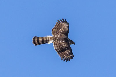 Cooper's Hawk