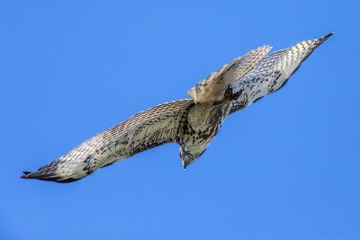 Cooper's Hawk