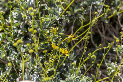 Brittle Bush