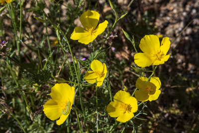 Gold Poppy (Eschscholzia parisshii