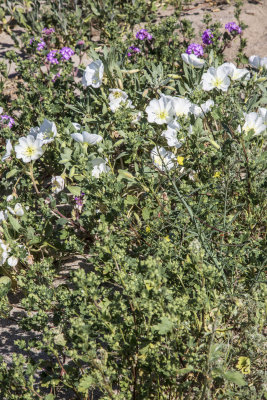 desert-bloom03.jpg