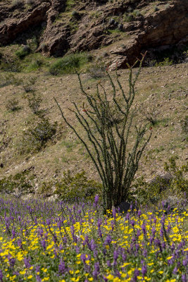 desert-bloom06.jpg