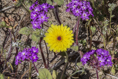 desert-dandelion01.jpg