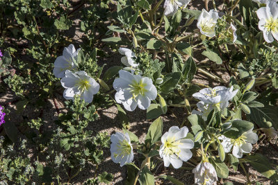 Dune Evening Primrose ( Oenothera deloides ssp d. 