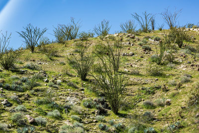 desert-foothills02.jpg