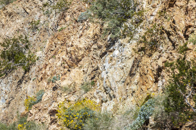 desert-foothills03.jpg