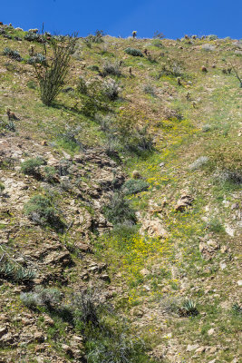 desert-foothills04.jpg