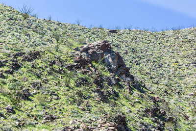 desert-foothills07.jpg