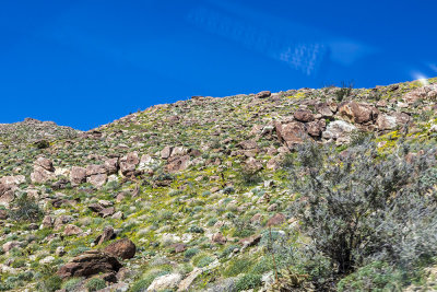 desert-foothills12.jpg