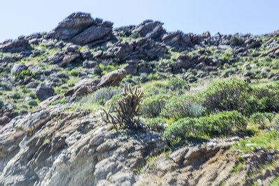 desert-foothills14.jpg