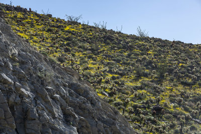desert-foothills23.jpg