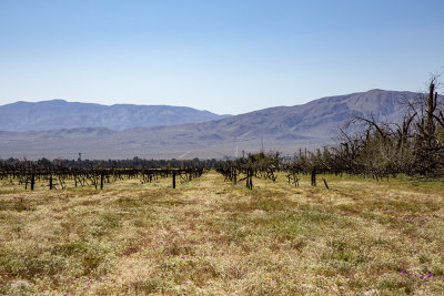 grape-field.jpg