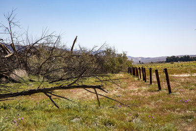grape-field02.jpg