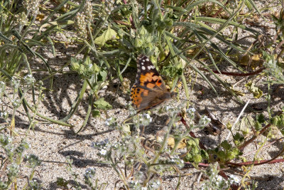 painted-lady-butterfly01.jpg