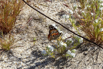 painted-lady-butterfly04.jpg