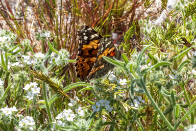 painted-lady-butterfly05.jpg