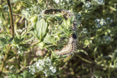 white-lined-spnix-caterpillar04.jpg