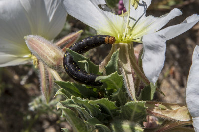 white-lined-spnix-caterpillar07.jpg