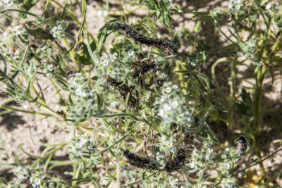 White Lined Sonix Moth catterpillar