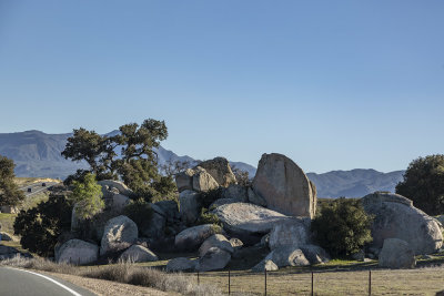 Borrego Spring Wild Flower Display -  March, 2019